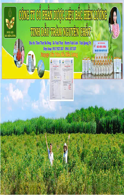 Tinh dầu tràm nguyên chất Bắc Hiền Lương